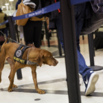 La TSA presentó su esperado calendario canino 2025