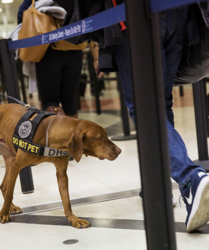 La TSA presentó su esperado calendario canino 2025