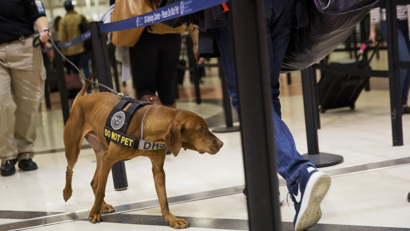 La TSA presentó su esperado calendario canino 2025