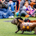 El Desfile de Cachorros Piratas regresa al Water Street Tampa