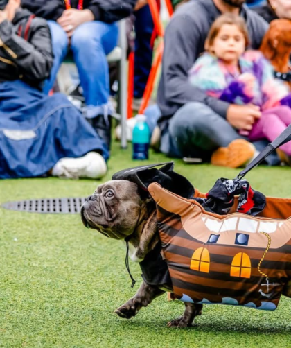 El Desfile de Cachorros Piratas regresa al Water Street Tampa