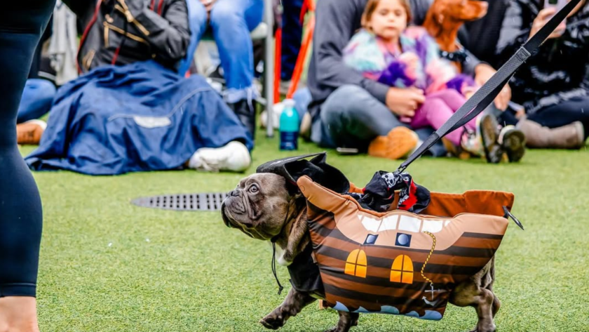 El Desfile de Cachorros Piratas regresa al Water Street Tampa