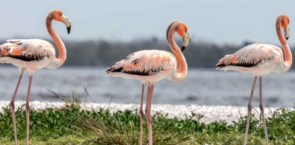 Proyecto de ley busca convertir al flamenco en ave estatal de Florida