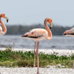 Proyecto de ley busca convertir al flamenco en ave estatal de Florida