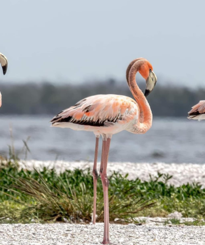 Proyecto de ley busca convertir al flamenco en ave estatal de Florida