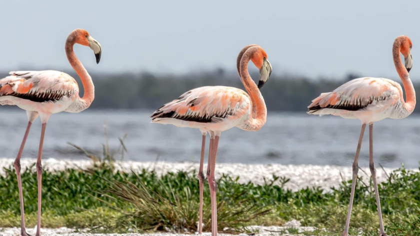 Proyecto de ley busca convertir al flamenco en ave estatal de Florida